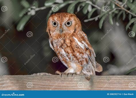 Red Phase Eastern Screech Owl Megascops Asio Glaring Out Of Nest Box