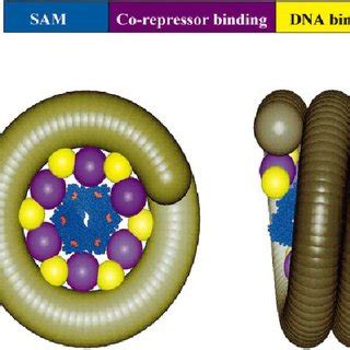 Model Of One Possible Tel Repression Complex A The Domain