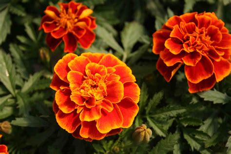 Marigold Safari Scarlet Flower Seeds Tagetes Etsy