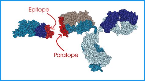 Epitope Mapping Services | CovalX