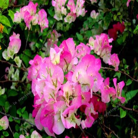 Bougainvillea Bonsai Colorful Spectabilis Willd Plant Perennial Flower