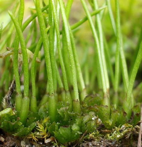 Phylum Anthocerotophyta | Introduction to Bryophytes