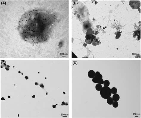 Antimicrobial Activity Of Biogenically Produced Spherical Se