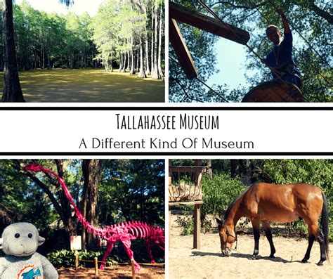 Tallahassee Museum: A Different Kind Of Museum - Buddy The Traveling Monkey