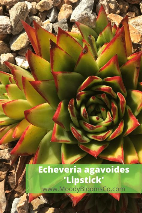 Echeveria Agavoides Varieties Molded Wax Agave Moody Blooms