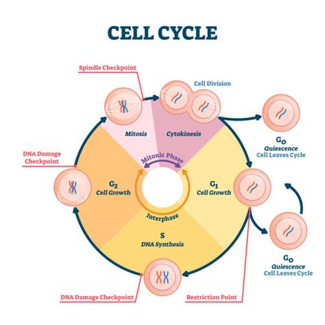 Cell Cycle Phases Functions And Applications