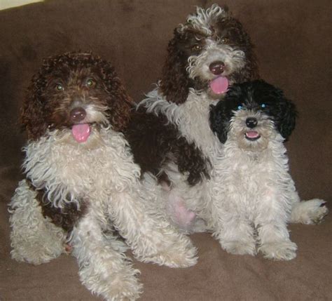 Valley View Parti Labradoodle Breeders Parti Labradoodle Information