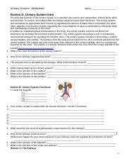 Urinary System Worksheet Docx Urinary System Worksheet Name Section A