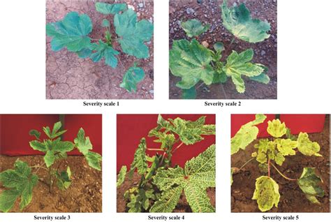 Okra Yellow Vein Mosaic Virus (YVMV) disease severity scale | Download Scientific Diagram