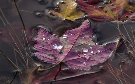 X Nature Leaves Maple Leaves Macro Water Drops Closeup Field