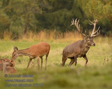 Cervus elaphus Red Deer Cerf élaphe