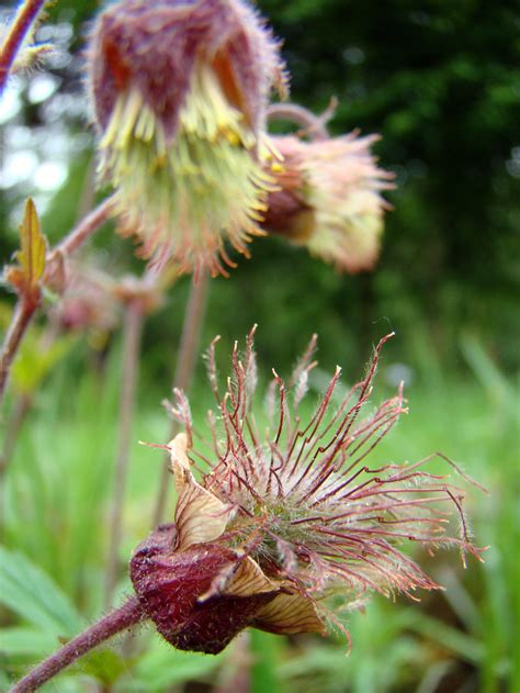 Knikkend Nagelkruid Geum Rivale Hortus Nijmegen