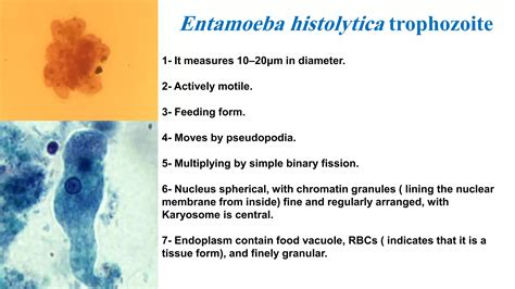 Parasitology Intestinal Protozoa Ppt