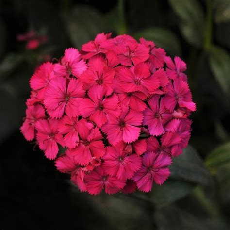 Photo Of The Bloom Of Sweet William Dianthus Barbatus Amazon Neon