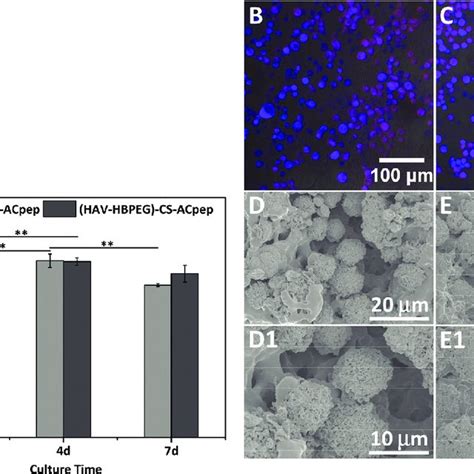 A Viability Of BMSCs Within The Two Hydrogels By The CCK8 Test N