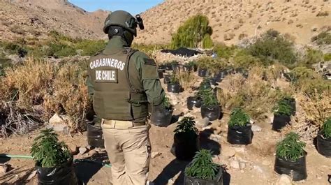 Incautan M S De Tres Mil Plantas De Marihuana En El Sector Cordillerano