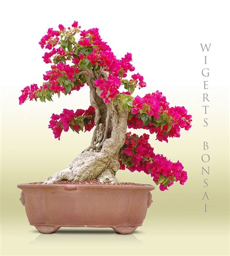 Hollow Trunk Bougainvillea Bonsai Art Bonsai Plants Bonsai Garden