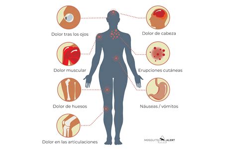 Dengue Mosquito Alert