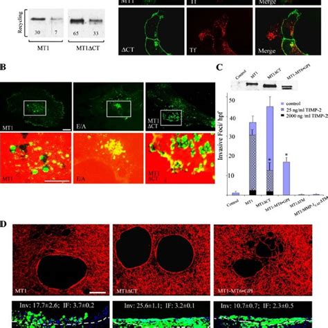 Regulation Of Mt1 Mmp Dependent Fibrinolytic And Fibrin Invasive