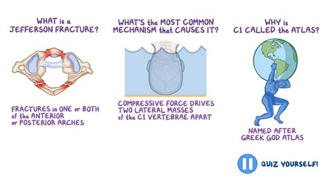 Anatomy Clinical Correlates Bones Joints And Muscles Of The Back