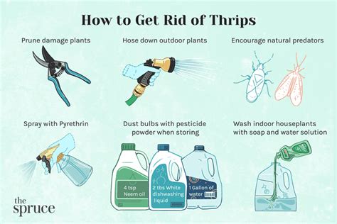 How To Identify And Get Rid Of Thrips