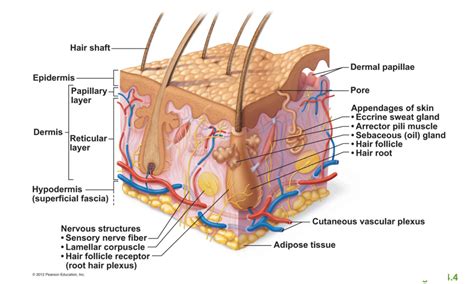 [ベスト] Hair Root Plexus Diagram 100220-Root Hair Plexus Diagram