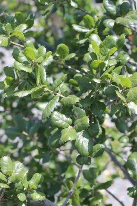 Quercus agrifolia - Devil Mountain Wholesale Nursery