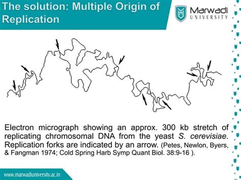 Eukaryotic Dna Replication Ppt