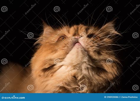 Cat Looks Up Persian Exotic Longhair Cat Is On Black Background Stock