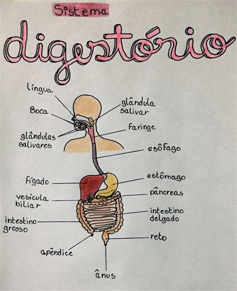 Órgãos Do Sistema Digestório Material De Enfermagem Digestorio