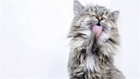 Wallpaper Cat Lick Fluffy Hd Picture Image