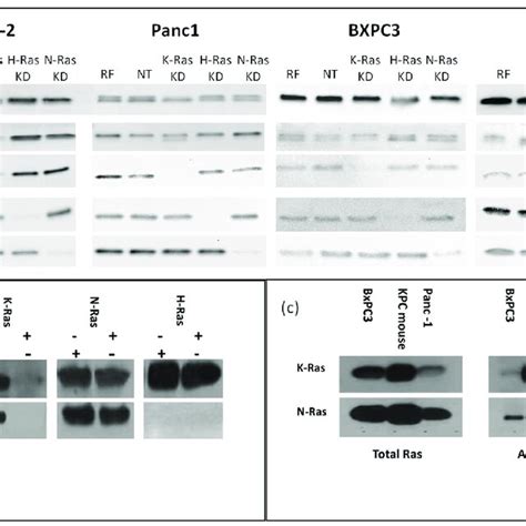 Total And Active Ras Isoforms In Cancer Cell Lines A Western Blot