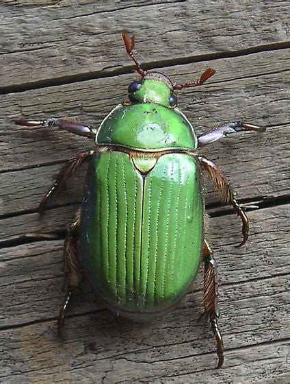 Flagstaff Az June Beetle Chrysina Lecontei Bugguide Net