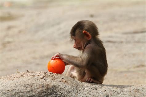 Baboon,baby baboon,playing baboon,free pictures, free photos - free ...