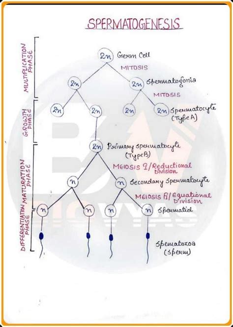 Flow Chart For Spermatogenesis Edurev Neet Question