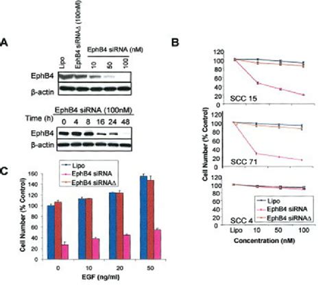 Ablation Of Ephb4 In Hnscc Cells Lines Results In Reduction In Cell Download Scientific Diagram