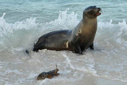 Galapagos Sea Lion Pictures and Photos - Photography - Bird | Wildlife | Nature - Christopher Taylor