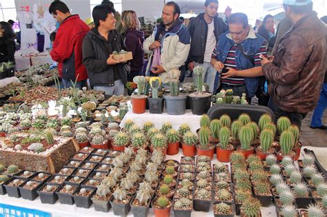 Realizarán Festival de las Cactáceas 2022 en Axapusco