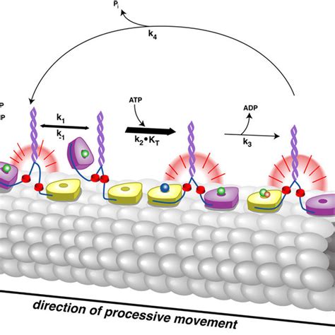 Schematic depiction of the kinesin mechanochemical cycle. Four kinesin ...