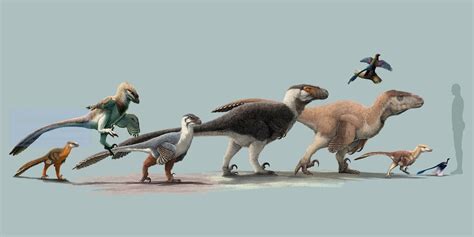 Various raptor size comparisons : r/Dinosaurs