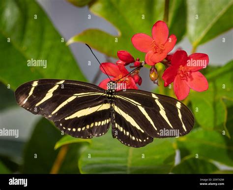 Closeup of a Zebra longwing or zebra heliconian (Heliconius charitonius ...