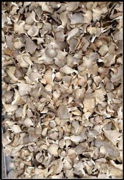 Organic Dried Grey Oyster Mushroom For Cooking Packaging Type