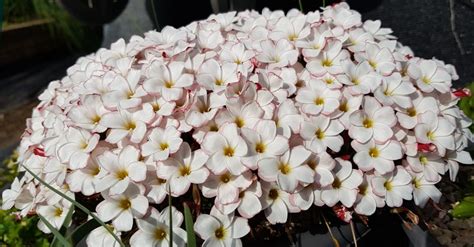 Oxalis Versicolor SEEDS OF PEACE