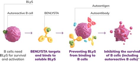 Lupus Mechanism Of Action Benlysta Belimumab For Hcps