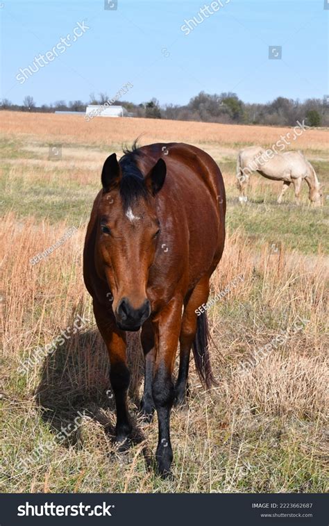 Brown Horse Farm Field Stock Photo 2223662687 | Shutterstock