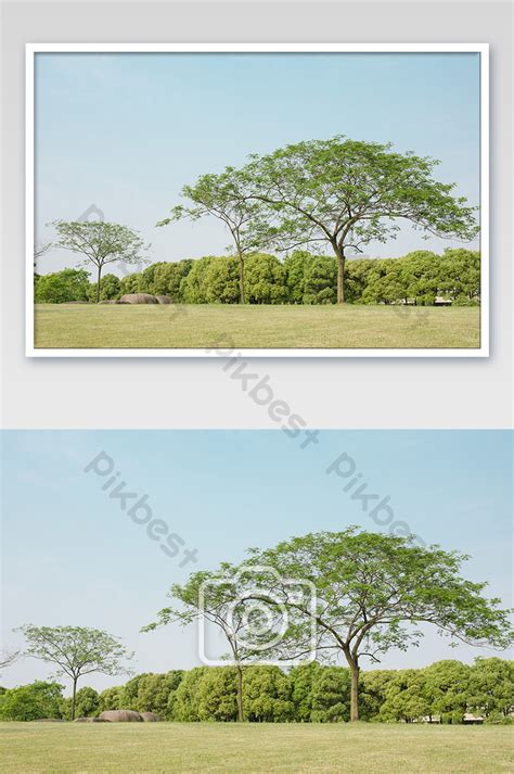 Green Nature Trees Photography Pictures Photo | JPG Free Download - Pikbest