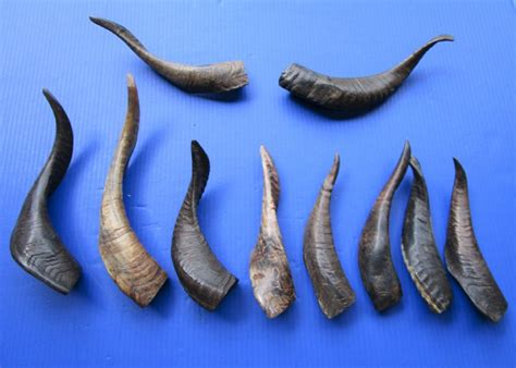 10 Buffed Real Goat Horns 9 To 13 12 Inches Imported From India