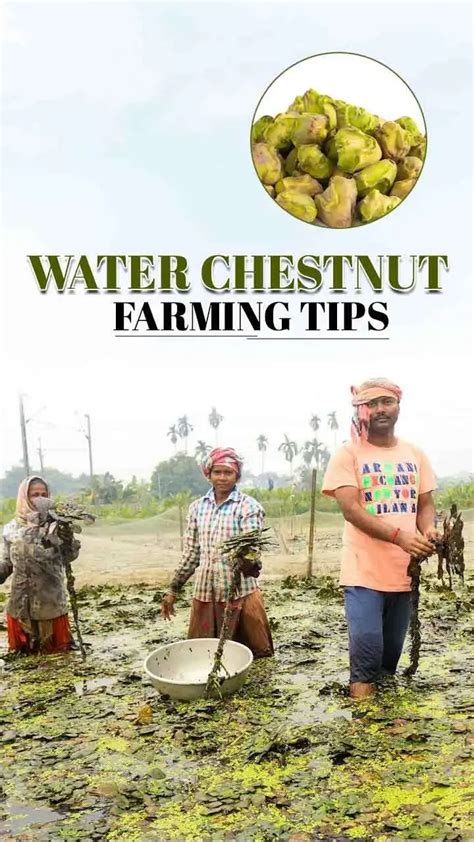 Water Chestnut Farming Expert Tips For Success