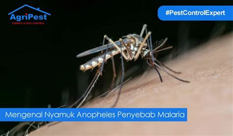 Mengenal Nyamuk Anopheles Penyebab Malaria - AgriPest