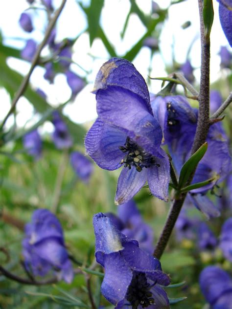 Aconitum Napellus Aconit Casque De Jupiter Monk S Hood Flickr